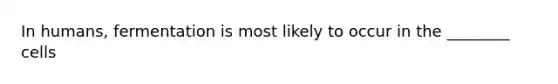 In humans, fermentation is most likely to occur in the ________ cells