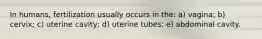 In humans, fertilization usually occurs in the: a) vagina; b) cervix; c) uterine cavity; d) uterine tubes; e) abdominal cavity.