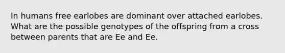 In humans free earlobes are dominant over attached earlobes. What are the possible genotypes of the offspring from a cross between parents that are Ee and Ee.