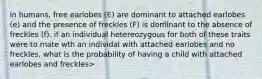 in humans, free earlobes (E) are dominant to attached earlobes (e) and the presence of freckles (F) is dominant to the absence of freckles (f). if an individual hetereozygous for both of these traits were to mate wth an individal with attached earlobes and no freckles, what is the probability of having a child with attached earlobes and freckles>