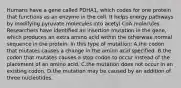 Humans have a gene called PDHA1, which codes for one protein that functions as an enzyme in the cell. It helps energy pathways by modifying pyruvate molecules into acetyl CoA molecules. Researchers have identified an insertion mutation in the gene, which produces an extra amino acid within the otherwise normal sequence in the protein. In this type of mutation: A.the codon that mutates causes a change in the amino acid specified. B.the codon that mutates causes a stop codon to occur instead of the placement of an amino acid. C.the mutation does not occur in an existing codon. D.the mutation may be caused by an addition of three nucleotides.