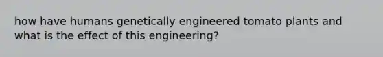 how have humans genetically engineered tomato plants and what is the effect of this engineering?