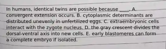 In humans, identical twins are possible because ____. A. convergent extension occurs. B. cytoplasmic determinants are distributed unevenly in unfertilized eggs. C. extraembryonic cells interact with the zygote nucleus. D. the gray crescent divides the dorsal-ventral axis into new cells. E. early blastomeres can form a complete embryo if isolated.