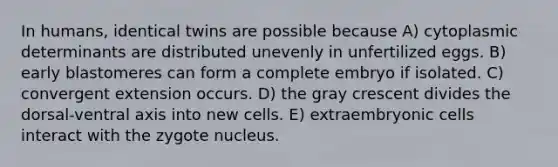 In humans, identical twins are possible because A) cytoplasmic determinants are distributed unevenly in unfertilized eggs. B) early blastomeres can form a complete embryo if isolated. C) convergent extension occurs. D) the gray crescent divides the dorsal-ventral axis into new cells. E) extraembryonic cells interact with the zygote nucleus.