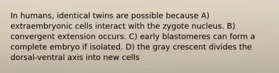 In humans, identical twins are possible because A) extraembryonic cells interact with the zygote nucleus. B) convergent extension occurs. C) early blastomeres can form a complete embryo if isolated. D) the gray crescent divides the dorsal-ventral axis into new cells