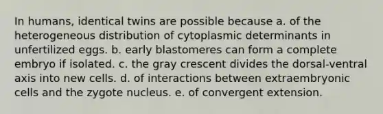 In humans, identical twins are possible because a. of the heterogeneous distribution of cytoplasmic determinants in unfertilized eggs. b. early blastomeres can form a complete embryo if isolated. c. the gray crescent divides the dorsal-ventral axis into new cells. d. of interactions between extraembryonic cells and the zygote nucleus. e. of convergent extension.