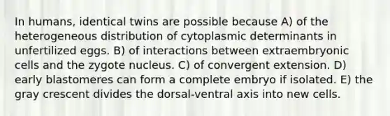 In humans, identical twins are possible because A) of the heterogeneous distribution of cytoplasmic determinants in unfertilized eggs. B) of interactions between extraembryonic cells and the zygote nucleus. C) of convergent extension. D) early blastomeres can form a complete embryo if isolated. E) the gray crescent divides the dorsal-ventral axis into new cells.