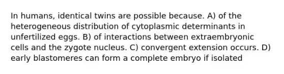 In humans, identical twins are possible because. A) of the heterogeneous distribution of cytoplasmic determinants in unfertilized eggs. B) of interactions between extraembryonic cells and the zygote nucleus. C) convergent extension occurs. D) early blastomeres can form a complete embryo if isolated