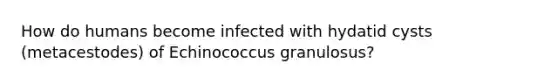 How do humans become infected with hydatid cysts (metacestodes) of Echinococcus granulosus?