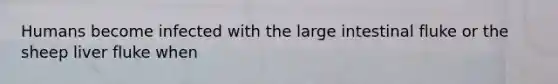 Humans become infected with the large intestinal fluke or the sheep liver fluke when