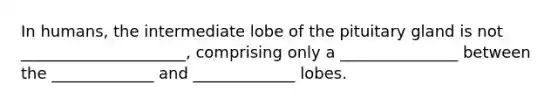 In humans, the intermediate lobe of the pituitary gland is not _____________________, comprising only a _______________ between the _____________ and _____________ lobes.