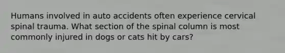 Humans involved in auto accidents often experience cervical spinal trauma. What section of the spinal column is most commonly injured in dogs or cats hit by cars?