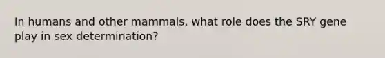 In humans and other mammals, what role does the SRY gene play in sex determination?