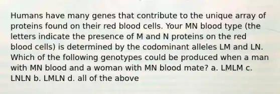 Humans have many genes that contribute to the unique array of proteins found on their red blood cells. Your MN blood type (the letters indicate the presence of M and N proteins on the red blood cells) is determined by the codominant alleles LM and LN. Which of the following genotypes could be produced when a man with MN blood and a woman with MN blood mate? a. LMLM c. LNLN b. LMLN d. all of the above