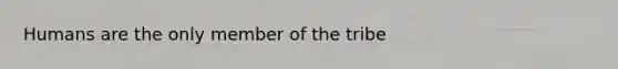 Humans are the only member of the tribe