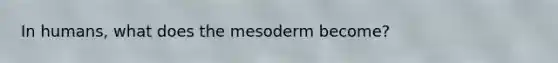 In humans, what does the mesoderm become?