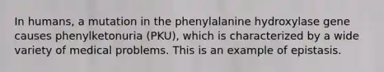 In humans, a mutation in the phenylalanine hydroxylase gene causes phenylketonuria (PKU), which is characterized by a wide variety of medical problems. This is an example of epistasis.