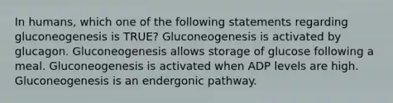 In humans, which one of the following statements regarding gluconeogenesis is TRUE? Gluconeogenesis is activated by glucagon. Gluconeogenesis allows storage of glucose following a meal. Gluconeogenesis is activated when ADP levels are high. Gluconeogenesis is an endergonic pathway.