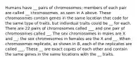 Humans have __ pairs of chromosomes; members of each pair are called __ chromosomes, as seen in A above. These chromosomes contain genes in the same location that code for the same type of traits, but individual traits could be __ for each. There are 22 pairs of chromosomes called ___ and one pair of chromosomes called __. The sex chromosomes in males are X and __; the sex chromosomes in females are the X and __. When chromosomes replicate, as shown in B, each of the replicates are called ___. These __ are exact copies of each other and contain the same genes in the same locations with the __ traits.