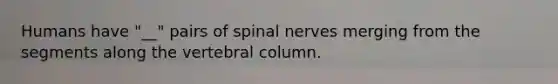 Humans have "__" pairs of spinal nerves merging from the segments along the vertebral column.