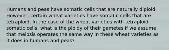 Humans and peas have somatic cells that are naturally diploid. However, certain wheat varieties have somatic cells that are tetraploid. In the case of the wheat varieties with tetraploid somatic cells, what is the ploidy of their gametes if we assume that meiosis operates the same way in these wheat varieties as it does in humans and peas?