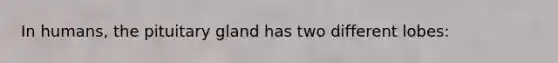 In humans, the pituitary gland has two different lobes: