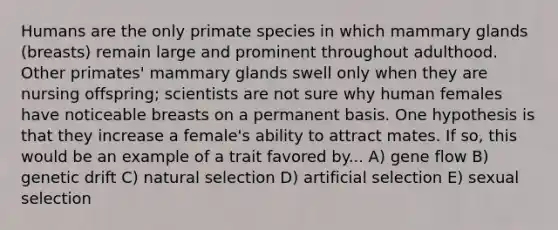 Humans are the only primate species in which mammary glands (breasts) remain large and prominent throughout adulthood. Other primates' mammary glands swell only when they are nursing offspring; scientists are not sure why human females have noticeable breasts on a permanent basis. One hypothesis is that they increase a female's ability to attract mates. If so, this would be an example of a trait favored by... A) gene flow B) genetic drift C) natural selection D) artificial selection E) sexual selection