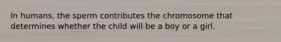 In humans, the sperm contributes the chromosome that determines whether the child will be a boy or a girl.
