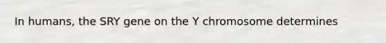 In humans, the SRY gene on the Y chromosome determines
