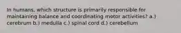 In humans, which structure is primarily responsible for maintaining balance and coordinating motor activities? a.) cerebrum b.) medulla c.) spinal cord d.) cerebellum