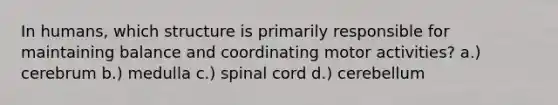 In humans, which structure is primarily responsible for maintaining balance and coordinating motor activities? a.) cerebrum b.) medulla c.) spinal cord d.) cerebellum