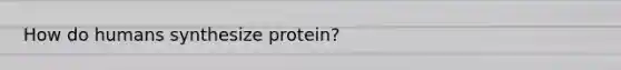 How do humans synthesize protein?