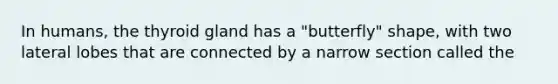 In humans, the thyroid gland has a "butterfly" shape, with two lateral lobes that are connected by a narrow section called the