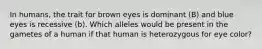 In humans, the trait for brown eyes is dominant (B) and blue eyes is recessive (b). Which alleles would be present in the gametes of a human if that human is heterozygous for eye color?