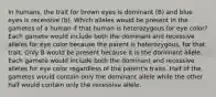 In humans, the trait for brown eyes is dominant (B) and blue eyes is recessive (b). Which alleles would be present in the gametes of a human if that human is heterozygous for eye color? Each gamete would include both the dominant and recessive alleles for eye color because the parent is heterozygous, for that trait. Only B would be present because it is the dominant allele. Each gamete would include both the dominant and recessive alleles for eye color regardless of the parent's traits. Half of the gametes would contain only the dominant allele while the other half would contain only the recessive allele.