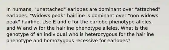 In humans, "unattached" earlobes are dominant over "attached" earlobes. "Widows peak" hairline is dominant over "non-widows peak" hairline. Use E and e for the earlobe phenotype alleles, and W and w for the hairline phenotype alleles. What is the genotype of an individual who is heterozygous for the hairline phenotype and homozygous recessive for earlobes?