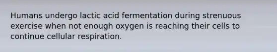 Humans undergo lactic acid fermentation during strenuous exercise when not enough oxygen is reaching their cells to continue <a href='https://www.questionai.com/knowledge/k1IqNYBAJw-cellular-respiration' class='anchor-knowledge'>cellular respiration</a>.