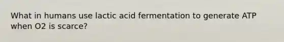 What in humans use lactic acid fermentation to generate ATP when O2 is scarce?