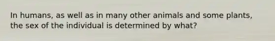 In humans, as well as in many other animals and some plants, the sex of the individual is determined by what?