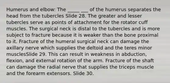 Humerus and elbow: The _____ ___ of the humerus separates the head from the tubercles Slide 28. The greater and lesser tubercles serve as points of attachment for the rotator cuff muscles. The surgical neck is distal to the tubercles and is more subject to fracture because it is weaker than the bone proximal to it. Fracture of the humeral surgical neck can damage the axillary nerve which supplies the deltoid and the teres minor musclesSlide 29. This can result in weakness in abduction, flexion, and external rotation of the arm. Fracture of the shaft can damage the radial nerve that supplies the triceps muscle and the forearm extensors. Slide 30.