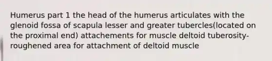 Humerus part 1 the head of the humerus articulates with the glenoid fossa of scapula lesser and greater tubercles(located on the proximal end) attachements for muscle deltoid tuberosity- roughened area for attachment of deltoid muscle