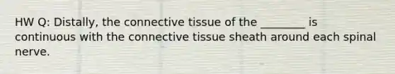 HW Q: Distally, the connective tissue of the ________ is continuous with the connective tissue sheath around each spinal nerve.