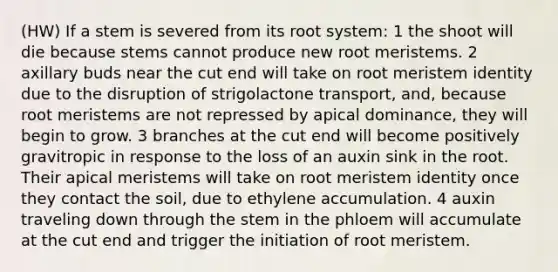 (HW) If a stem is severed from its root system: 1 the shoot will die because stems cannot produce new root meristems. 2 axillary buds near the cut end will take on root meristem identity due to the disruption of strigolactone transport, and, because root meristems are not repressed by apical dominance, they will begin to grow. 3 branches at the cut end will become positively gravitropic in response to the loss of an auxin sink in the root. Their apical meristems will take on root meristem identity once they contact the soil, due to ethylene accumulation. 4 auxin traveling down through the stem in the phloem will accumulate at the cut end and trigger the initiation of root meristem.