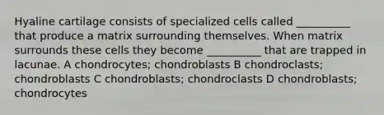 Hyaline cartilage consists of specialized cells called __________ that produce a matrix surrounding themselves. When matrix surrounds these cells they become __________ that are trapped in lacunae. A chondrocytes; chondroblasts B chondroclasts; chondroblasts C chondroblasts; chondroclasts D chondroblasts; chondrocytes