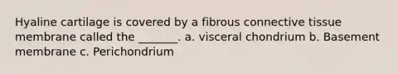 Hyaline cartilage is covered by a fibrous connective tissue membrane called the _______. a. visceral chondrium b. Basement membrane c. Perichondrium