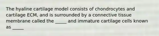 The hyaline cartilage model consists of chondrocytes and cartilage ECM, and is surrounded by a connective tissue membrane called the _____ and immature cartilage cells known as _____