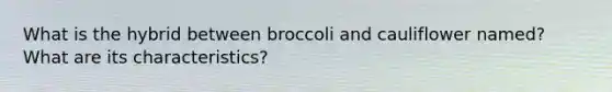 What is the hybrid between broccoli and cauliflower named? What are its characteristics?