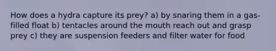 How does a hydra capture its prey? a) by snaring them in a gas-filled float b) tentacles around <a href='https://www.questionai.com/knowledge/krBoWYDU6j-the-mouth' class='anchor-knowledge'>the mouth</a> reach out and grasp prey c) they are suspension feeders and filter water for food