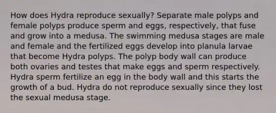 How does Hydra reproduce sexually? Separate male polyps and female polyps produce sperm and eggs, respectively, that fuse and grow into a medusa. The swimming medusa stages are male and female and the fertilized eggs develop into planula larvae that become Hydra polyps. The polyp body wall can produce both ovaries and testes that make eggs and sperm respectively. Hydra sperm fertilize an egg in the body wall and this starts the growth of a bud. Hydra do not reproduce sexually since they lost the sexual medusa stage.