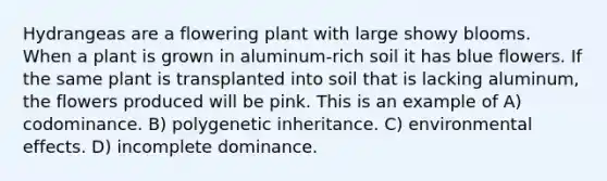 Hydrangeas are a flowering plant with large showy blooms. When a plant is grown in aluminum-rich soil it has blue flowers. If the same plant is transplanted into soil that is lacking aluminum, the flowers produced will be pink. This is an example of A) codominance. B) polygenetic inheritance. C) environmental effects. D) incomplete dominance.